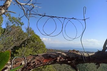 Singvogelschlingen auf Sardinien abgebaut