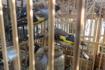 Razzia auf sizilianischem Vogelmarkt