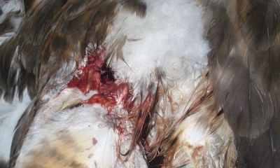 germany shotgun wound buzzard raptor persecution