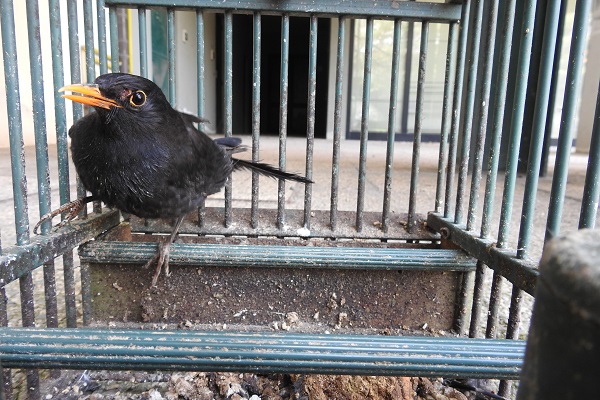 Viele Amseln und Singdrosseln aus Südtirol landen als angeblich nachgezüchtete Vögel in Gefangenschaft. Archivbild