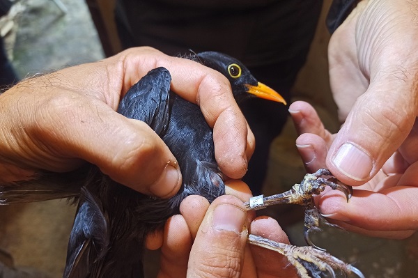 Kontrolle der "Zuchtringe" bei einer Amsel - weit mehr als die Häfte aller Lockvögel in Italien weist manipulierte Ringe auf.