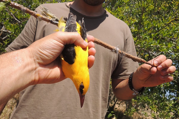Auf Zypern fangen Wilderer mit Hinweis auf angebliche "Traditionen" selbst seltenste Vogelarten - hier ein Pirol