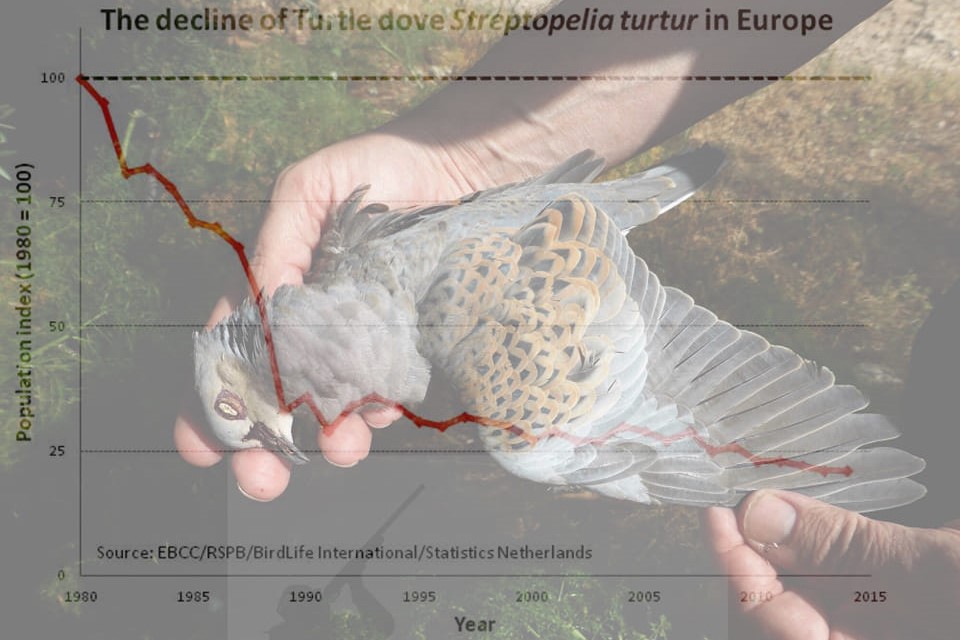 Die Bestände der Turteltaube sind in den letzten Dekaden um 80 % zurückgegangen. Malta gibt nun 1.500 Vögel zum Abschuss im Frühling frei.