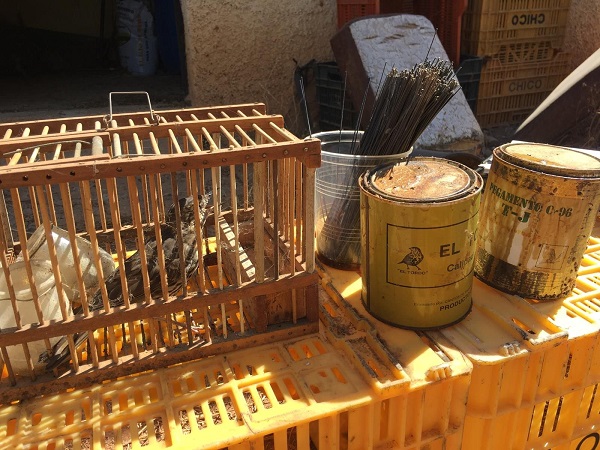 Singdrossel als Lockvogel in einer Vogelfanganlage bei Valencia, daneben Leimruten und Klebstoff