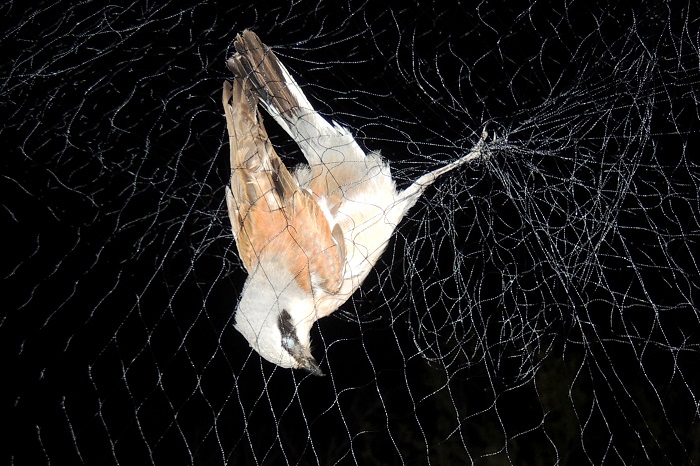 Ende des Vogelzugs: Neuntöter in einem Fangnetz