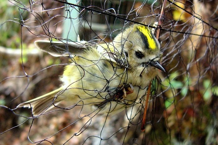 In Netzen verfangen sich alle Vögel, nicht nur die zum Fang freigegebenen Arten. Hier ein Wintergoldhähnchen.