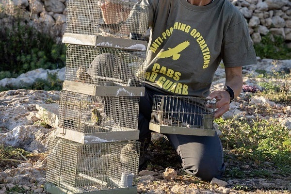 Komitee-Mitarbeiter mit bei Wilderern sichergestellten lebenden Lockvögeln