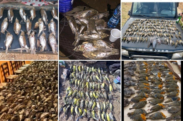 Bilder geschossener Zugvögel aus Social Media-Profilen von Jägern 