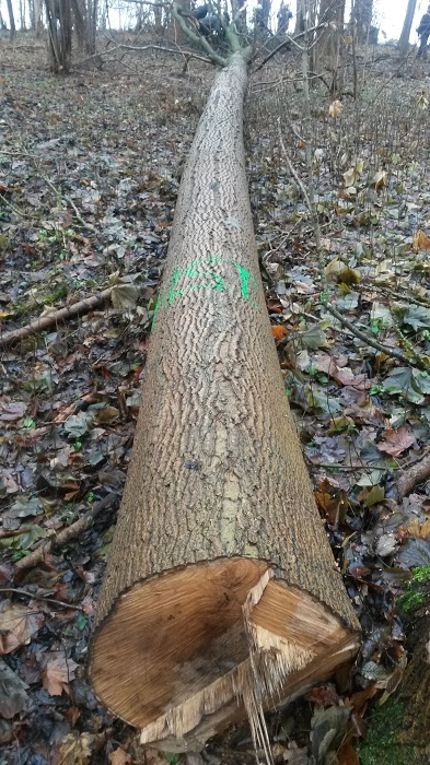 Umgesägter Horstbaum eines Rotmilans