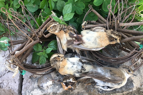 Braunkehlchen sind vom illegalen Vogelfang in Süditalien betroffen. 